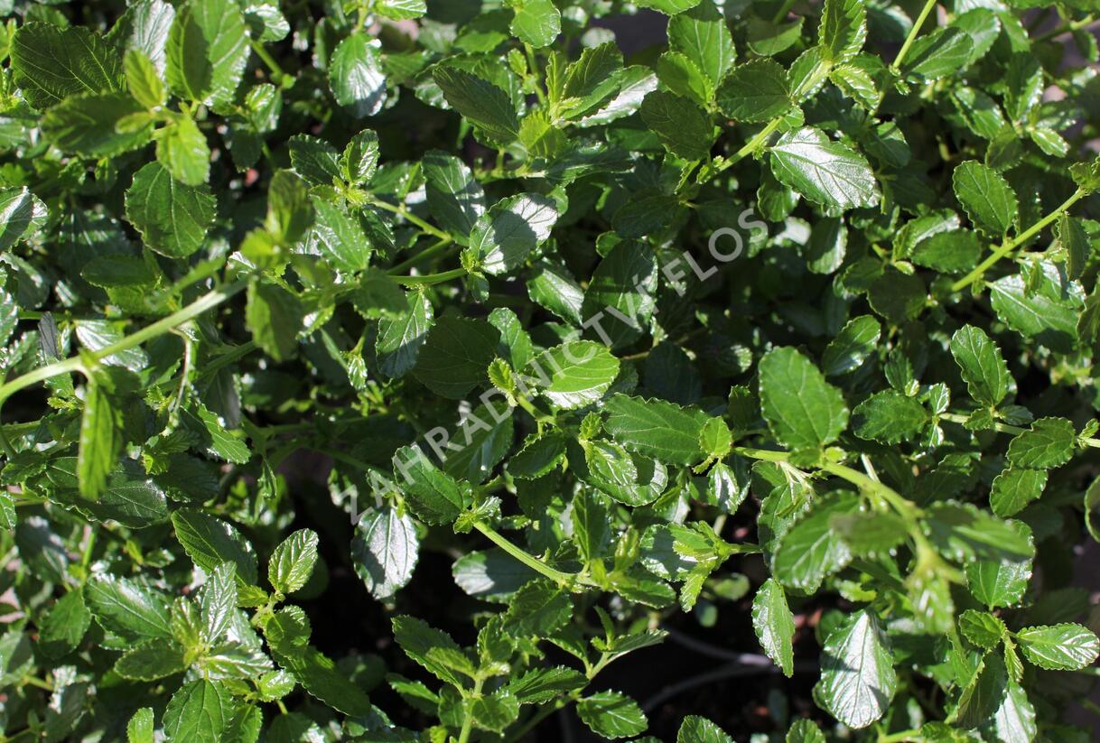 Latnatec kytkokvětý - Ceanothus thyrsiflorus repens