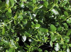 Latnatec kytkokvětý - Ceanothus thyrsiflorus repens