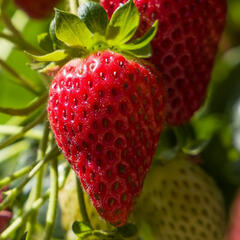 Jahodník stáleplodící 'Ariba Pink' F1 - Fragaria ananassa 'Ariba Pink' F1