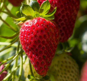 Jahodník stáleplodící 'Ariba Pink' F1 - Fragaria ananassa 'Ariba Pink' F1