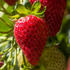 jahodnik-staleplodici-ariba-pink-f1.jpg
