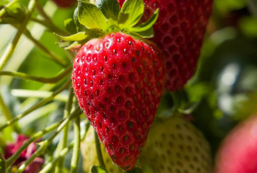 Jahodník stáleplodící 'Ariba Pink' F1 - Fragaria ananassa 'Ariba Pink' F1