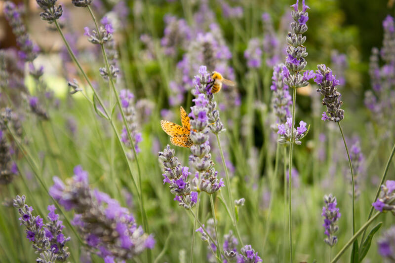 Zahrada plná nektaru, nejlákavější rostliny pro včely a motýly