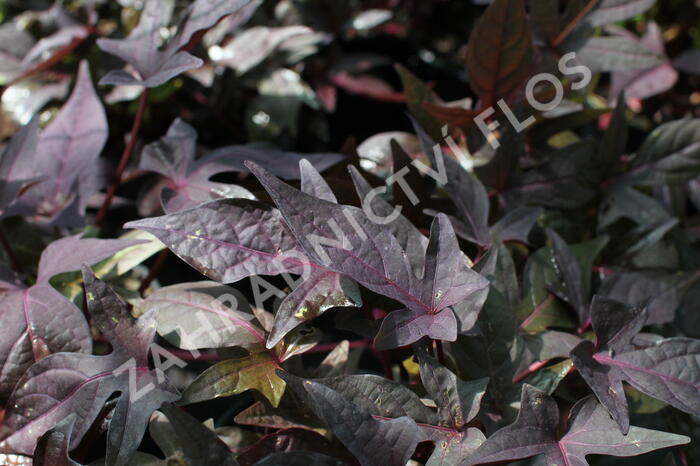 Povíjnice batátová 'Red' - Ipomoea batatas 'Red'