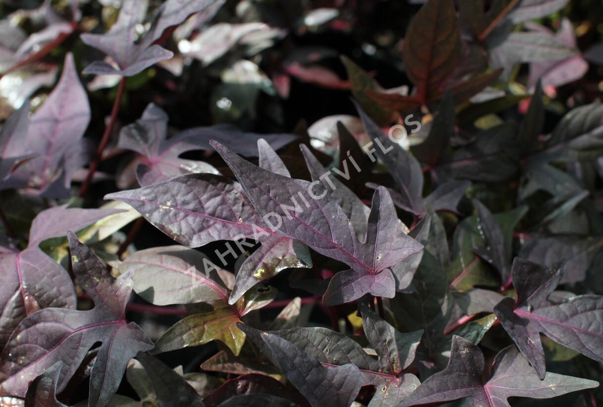 Povíjnice batátová 'Red' - Ipomoea batatas 'Red'