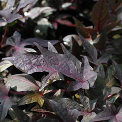 Povíjnice batátová 'Red' - Ipomoea batatas 'Red'