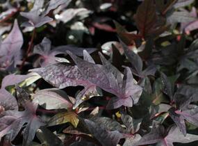 Povíjnice batátová 'Red' - Ipomoea batatas 'Red'