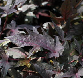 Povíjnice batátová 'Red' - Ipomoea batatas 'Red'