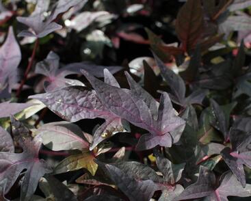 Povíjnice batátová 'Red'