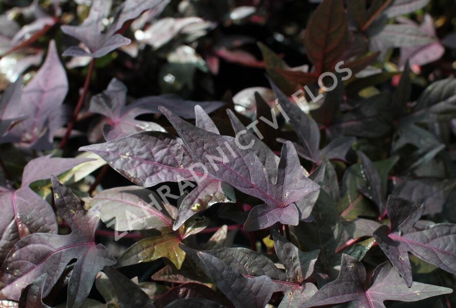 Povíjnice batátová 'Red' - Ipomoea batatas 'Red'