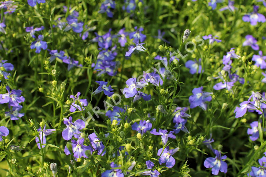 Lobelka 'Bella Pot Cielo' - Lobelia erinus 'Bella Pot Cielo'