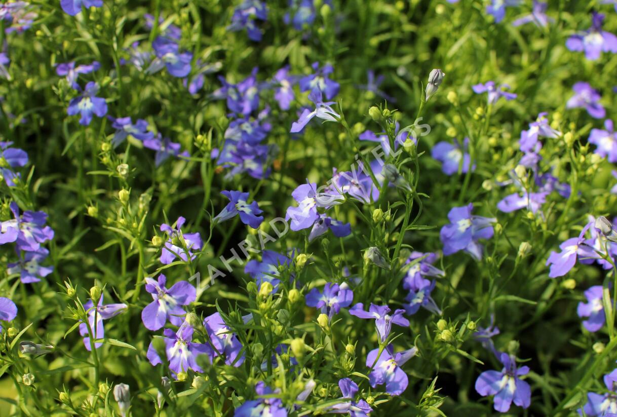 Lobelka 'Bella Pot Cielo' - Lobelia erinus 'Bella Pot Cielo'
