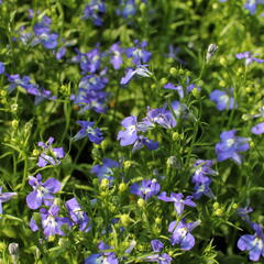 Lobelka 'Bella Pot Cielo' - Lobelia erinus 'Bella Pot Cielo'