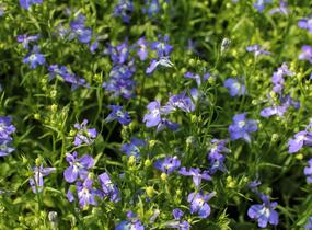 Lobelka 'Bella Pot Cielo' - Lobelia erinus 'Bella Pot Cielo'