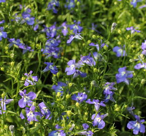 Lobelka 'Bella Pot Cielo' - Lobelia erinus 'Bella Pot Cielo'