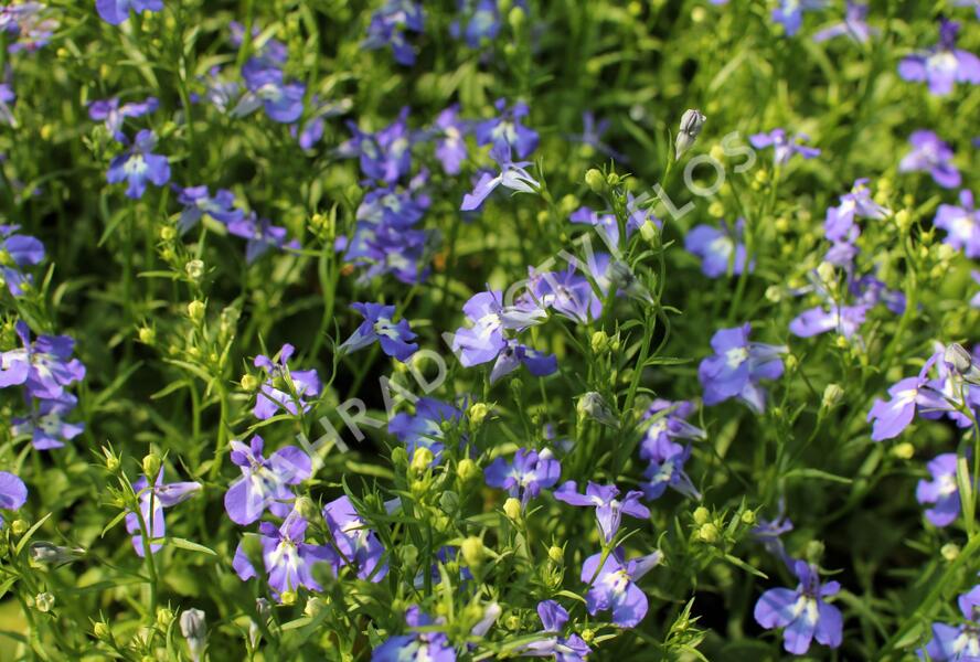 Lobelka 'Bella Pot Cielo' - Lobelia erinus 'Bella Pot Cielo'