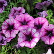 Petúnie 'Cascadias Purple Ice' - Petunia hybrida 'Cascadias Purple Ice'
