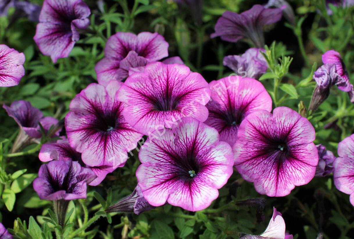 Petúnie 'Cascadias Purple Ice' - Petunia hybrida 'Cascadias Purple Ice'