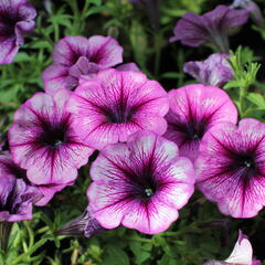 Petúnie 'Cascadias Purple Ice' - Petunia hybrida 'Cascadias Purple Ice'