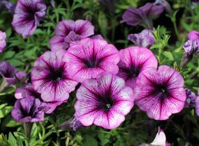 Petúnie 'Cascadias Purple Ice' - Petunia hybrida 'Cascadias Purple Ice'