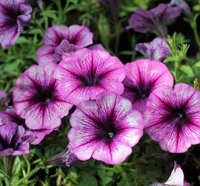 Petúnie 'Cascadias Purple Ice' - Petunia hybrida 'Cascadias Purple Ice'