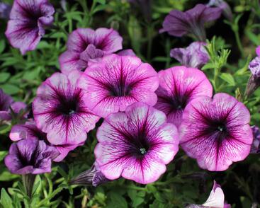 Petúnie 'Cascadias Purple Ice'