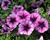 Petúnie 'Cascadias Purple Ice'