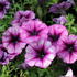 petunie-cascadias-purple-ice.jpg