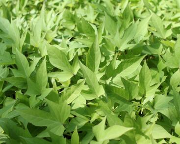 Povíjnice batátová 'Compact Yellow'