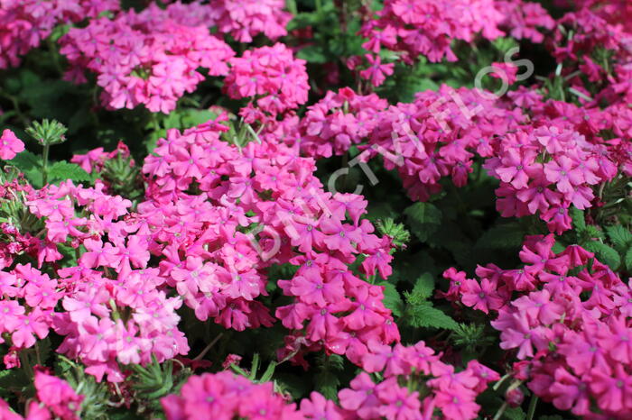 Verbena, sporýš 'Vanessa Compact Deep Pink' - Verbena hybrida 'Vanessa Compact Deep Pink'