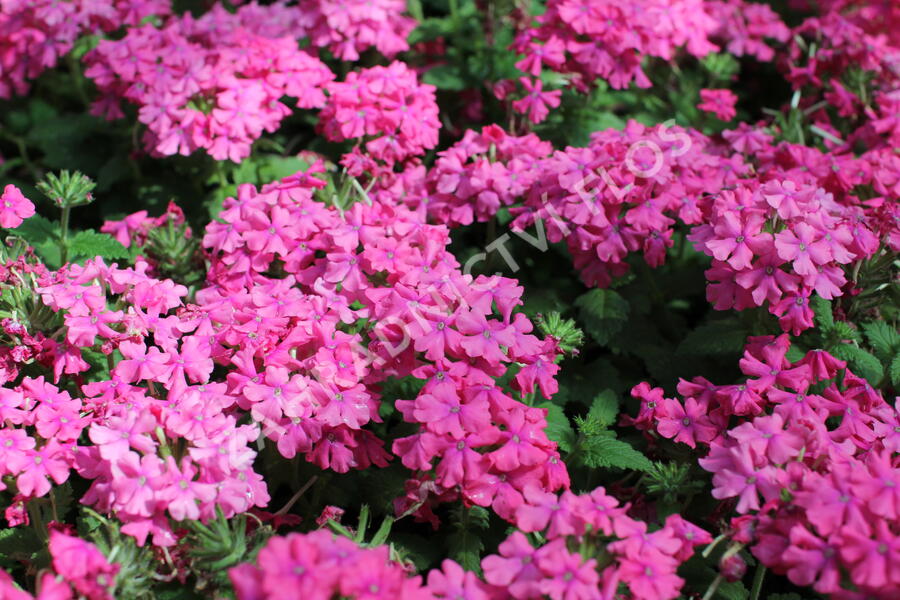 Verbena, sporýš 'Vanessa Compact Deep Pink' - Verbena hybrida 'Vanessa Compact Deep Pink'