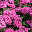 Verbena, sporýš 'Vanessa Compact Deep Pink' - Verbena hybrida 'Vanessa Compact Deep Pink'