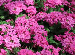 Sporýš 'Vanessa Compact Deep Pink' - Verbena hybrida 'Vanessa Compact Deep Pink'