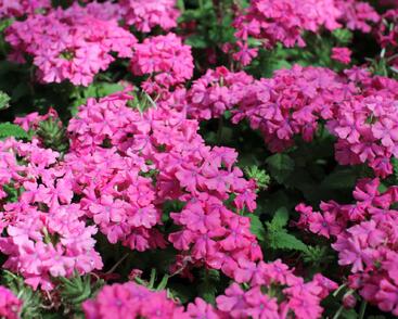 Sporýš 'Vanessa Compact Deep Pink'