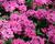 Sporýš 'Vanessa Compact Deep Pink'