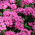 verbena-sporys-vanessa-compact-deep-pink.jpg