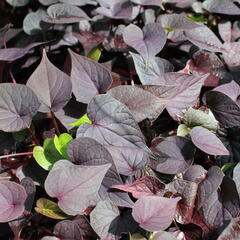 Povíjnice batátová 'Cameo' - Ipomoea batatas 'Cameo'