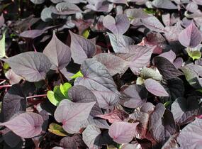 Povíjnice batátová 'Cameo' - Ipomoea batatas 'Cameo'