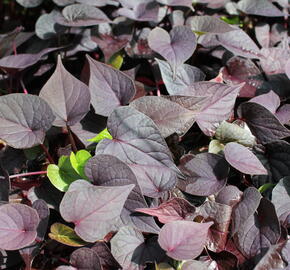 Povíjnice batátová 'Cameo' - Ipomoea batatas 'Cameo'