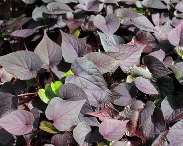 Povíjnice batátová 'Cameo'