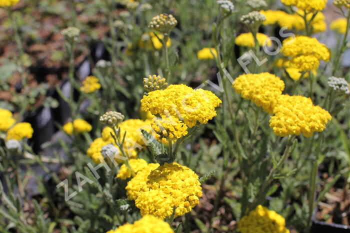 Řebříček 'Little Moonshine' - Achillea hybridum 'Little Moonshine'