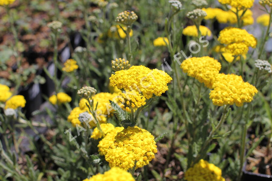 Řebříček 'Little Moonshine' - Achillea hybridum 'Little Moonshine'