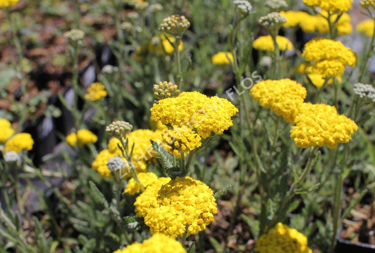 Řebříček 'Little Moonshine' - Achillea hybridum 'Little Moonshine'