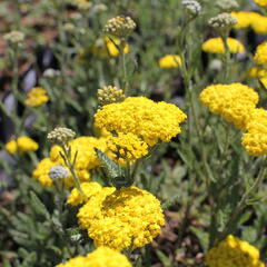 Řebříček 'Little Moonshine' - Achillea hybridum 'Little Moonshine'