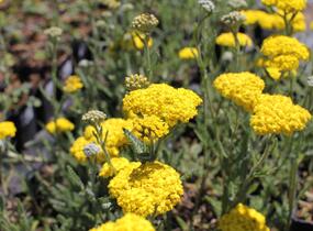 Řebříček 'Little Moonshine' - Achillea hybridum 'Little Moonshine'