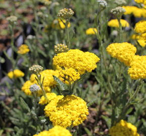 Řebříček 'Little Moonshine' - Achillea hybridum 'Little Moonshine'