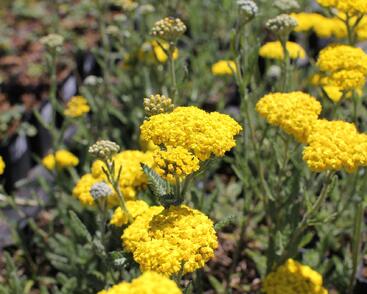 Řebříček 'Little Moonshine'