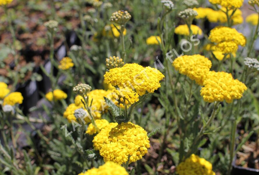 Řebříček 'Little Moonshine' - Achillea hybridum 'Little Moonshine'