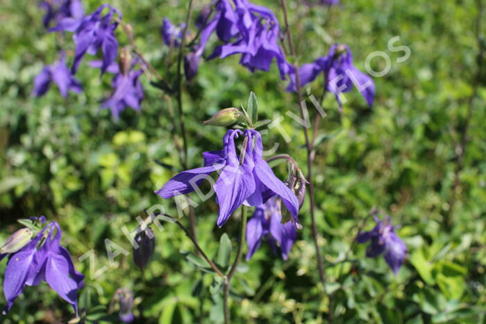 Orlíček obecný 'Blue' - Aquilegia vulgaris 'Blue'