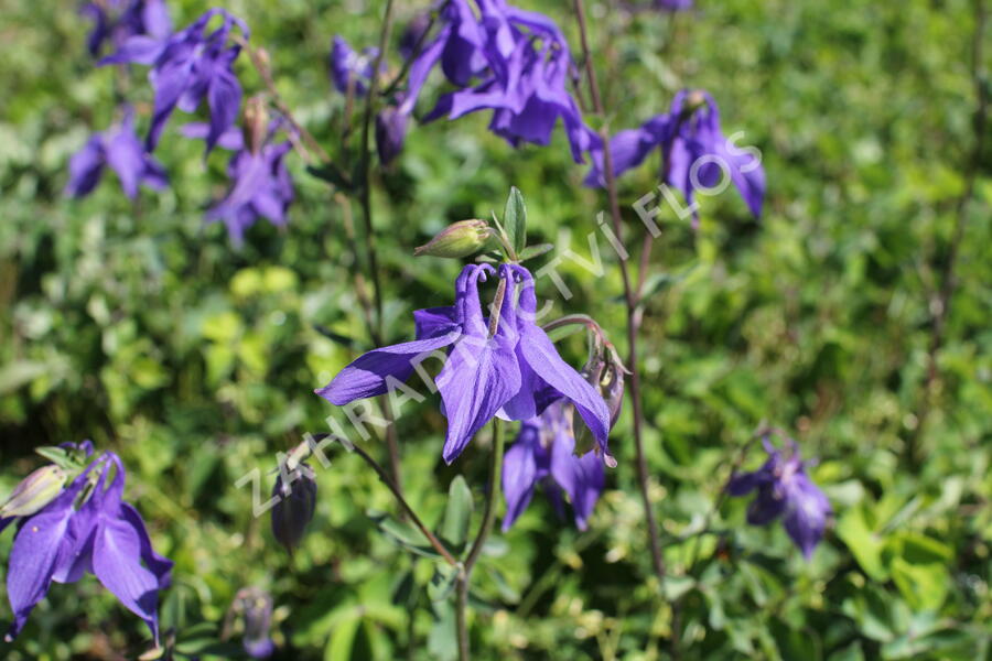 Orlíček obecný 'Blue' - Aquilegia vulgaris 'Blue'